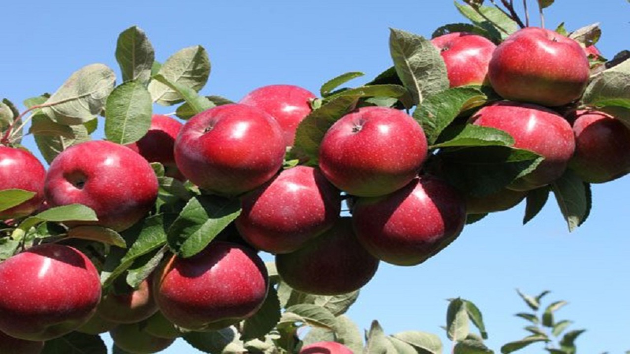 سیب درختی