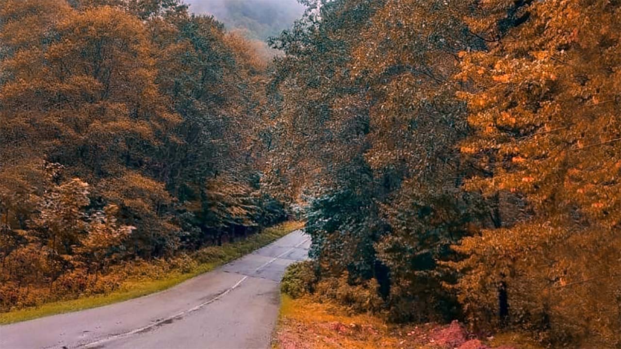 اگر به مکانی پر از برگ پاییزی علاقه دارید، برای شما پیشنهاد ویژه‌ای داریم + فیلم