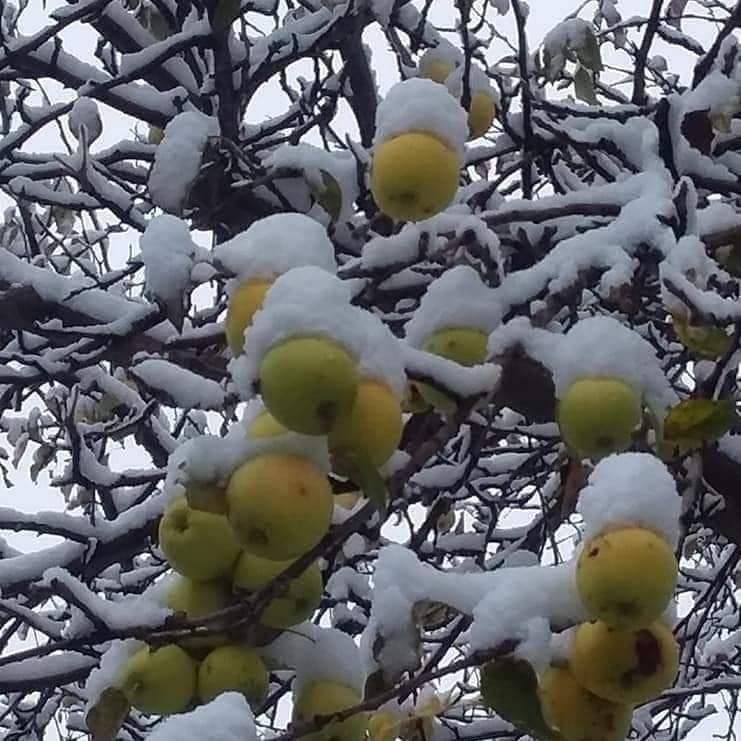 سرمای درختان در بدخشان
