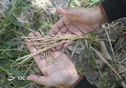 برداشت برنج به روش سنتی در پارک ایران کوچک +تصاویر