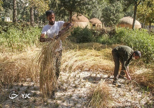 برداشت برنج به روش سنتی در پارک ایران کوچک +تصاویر