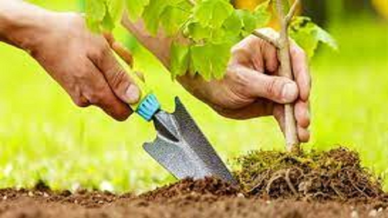 کاشت نهال در هفته ملی کودک درمنطقه گردشگری قلی آباد شهرستان کبودراهنگ