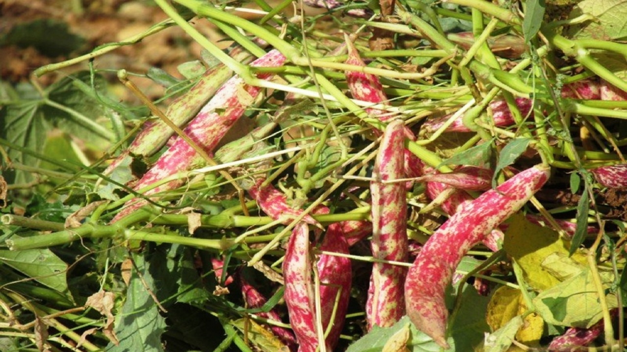 برداشت ۶ هزار و ۷۵۰ تُن لوبیا در خدابنده