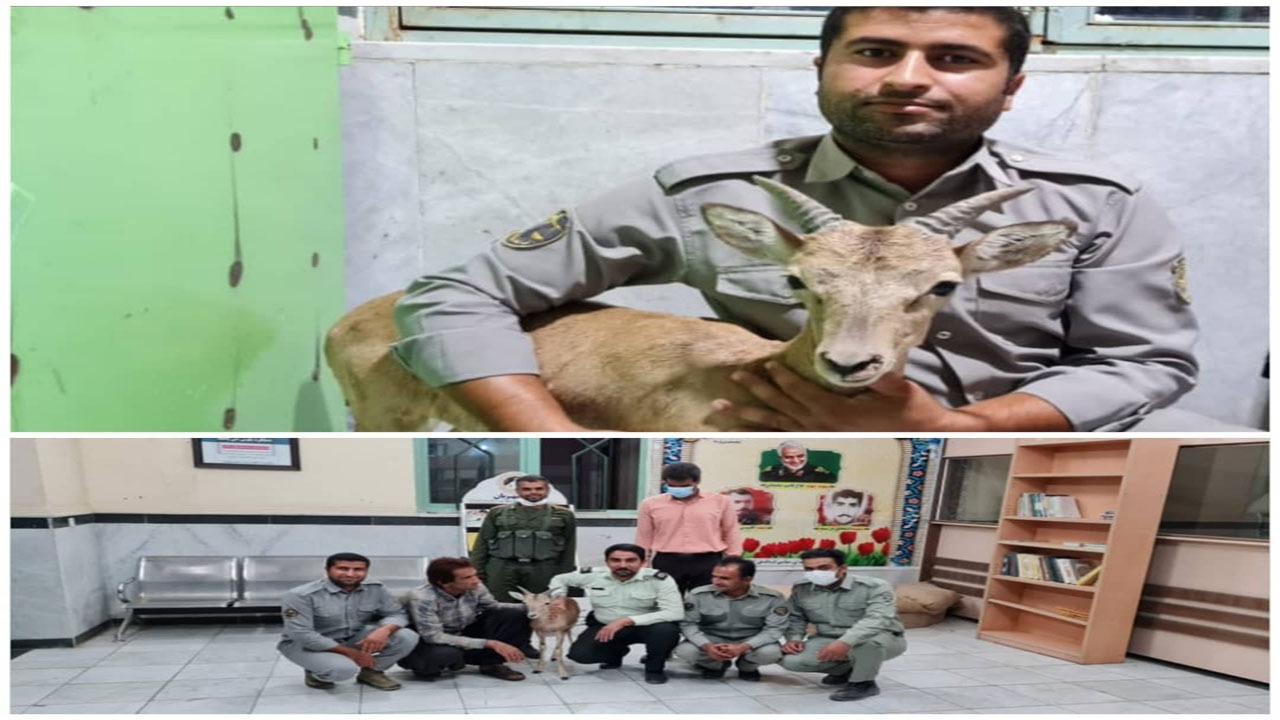 حیوانات وحشی در اسارت منتظر آزادی هستند