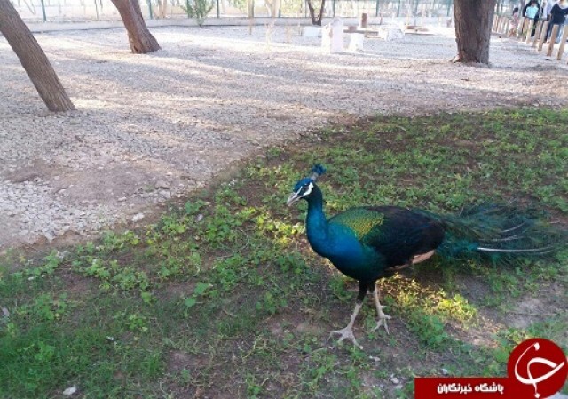 فرار ۱۵ پرنده آبزی از باغ پرندگان بندرعباس
