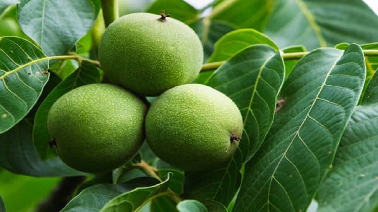 کاهش برداشت گردو در بخش خضرآباد