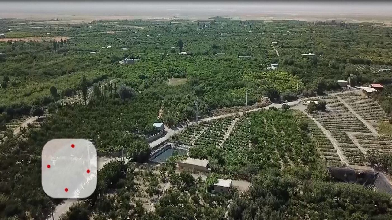 برگزاری جشنواره برداشت هلو در شندآباد