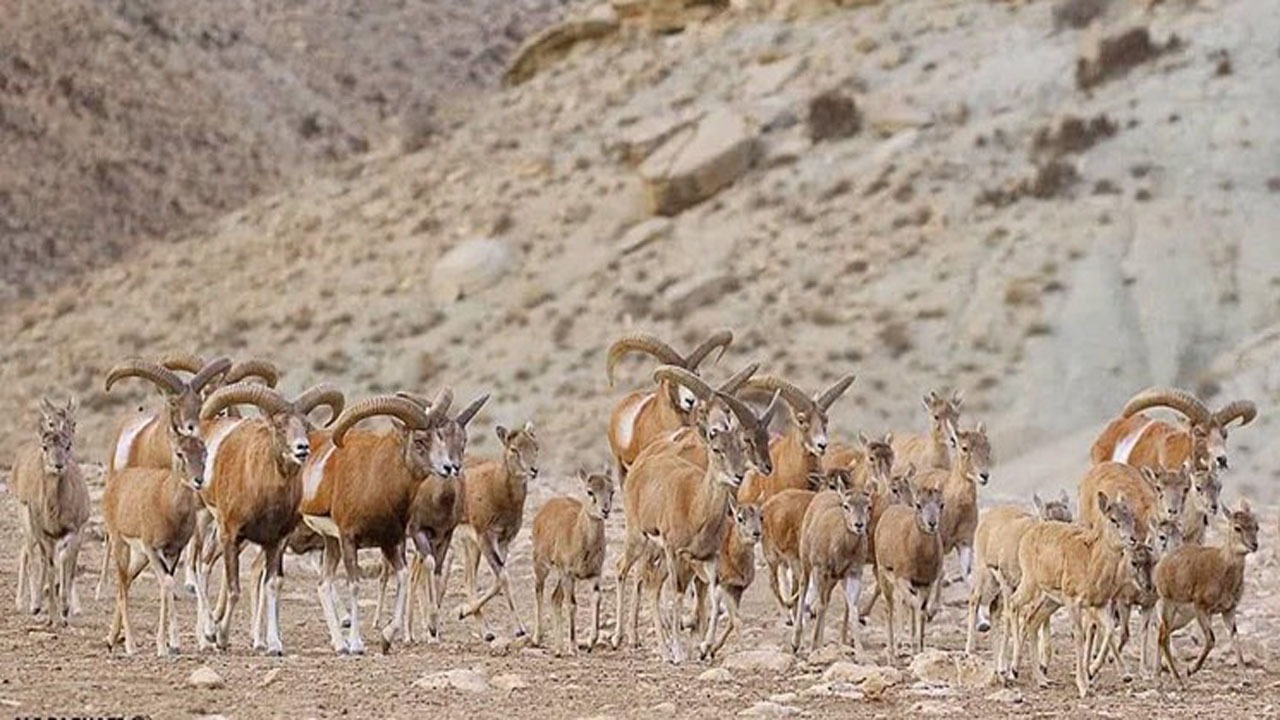 آغاز سرشماری پستانداران شاخص حیات وحش آذربایجان‌غربی