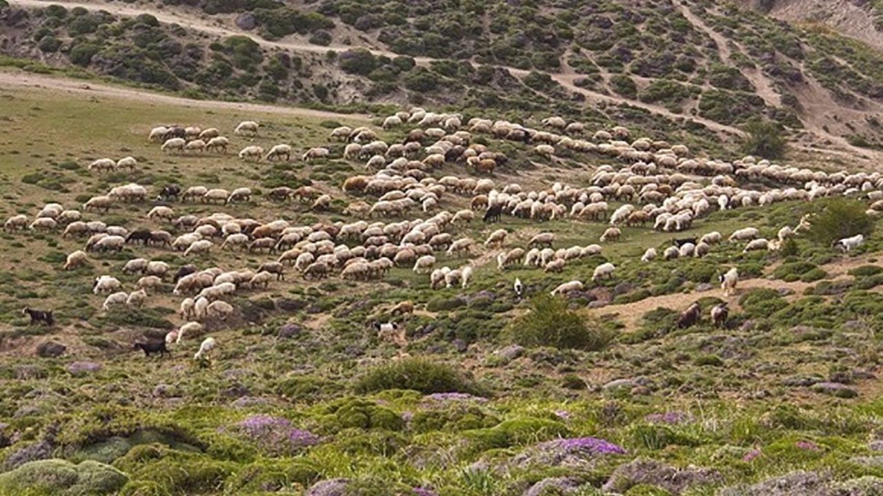 دام‌ها باید از سالوک اسفراین خارج شوند