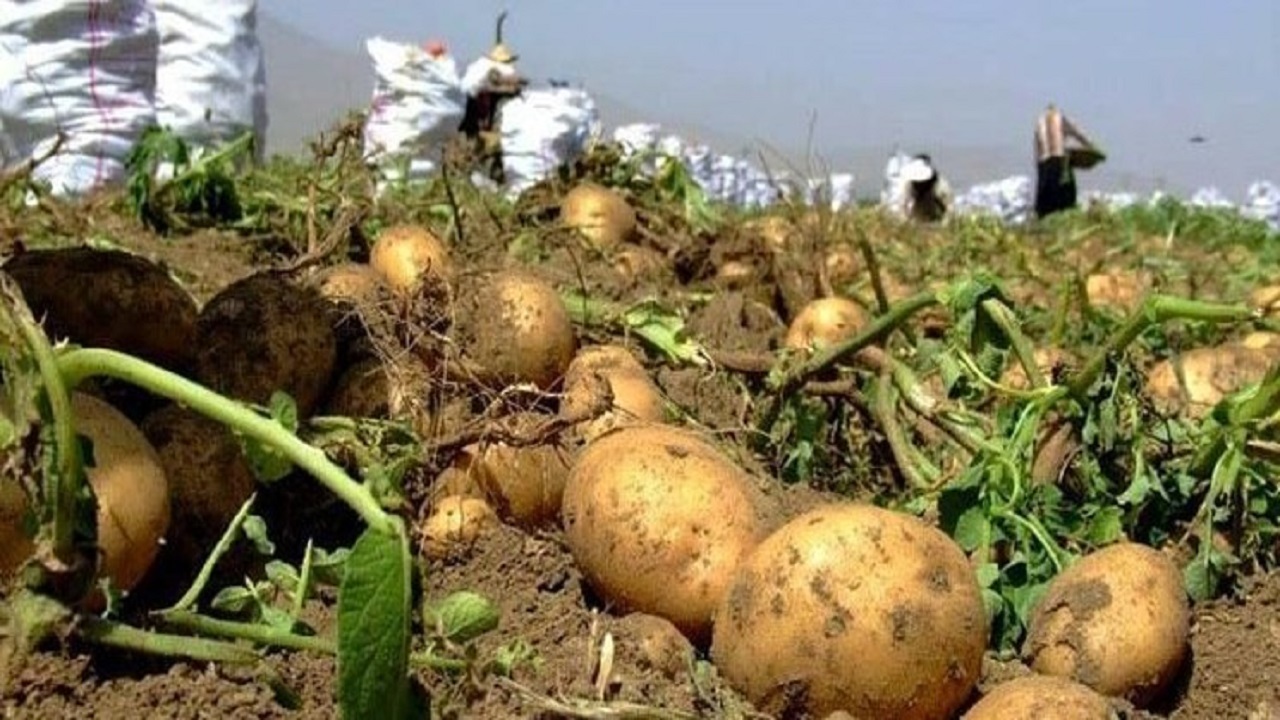 اصفهان قطب تولید سیب‌ زمینی