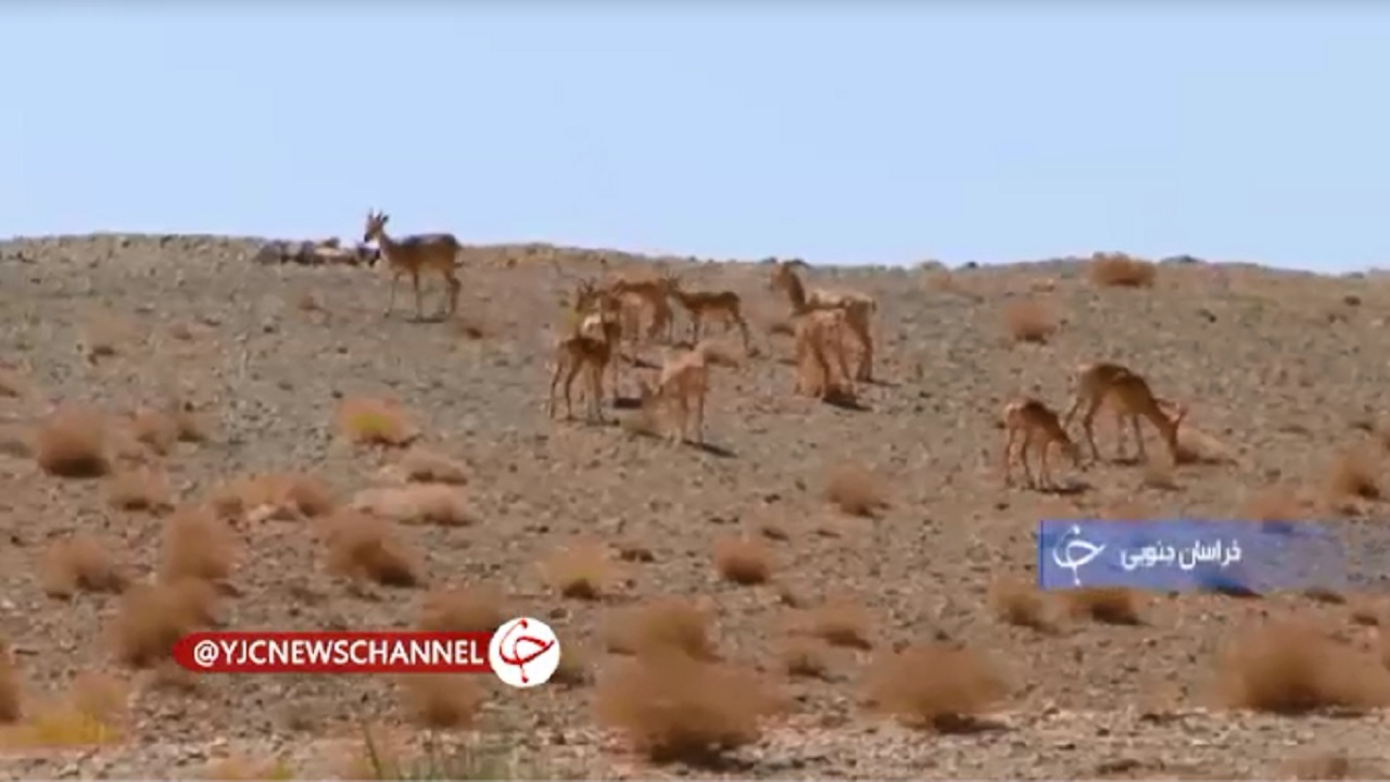 خشکسالی نای پناهگاه حیات وحش نایبندان را بریده+فیلم