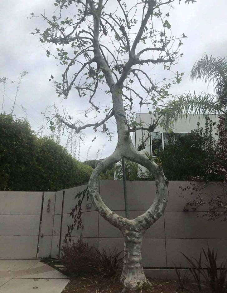 درخت