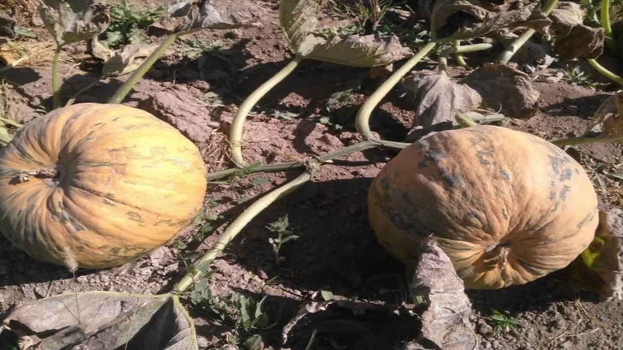 برداشت کدوی تخم کاغذی از مزارع شهرستان شهرکرد