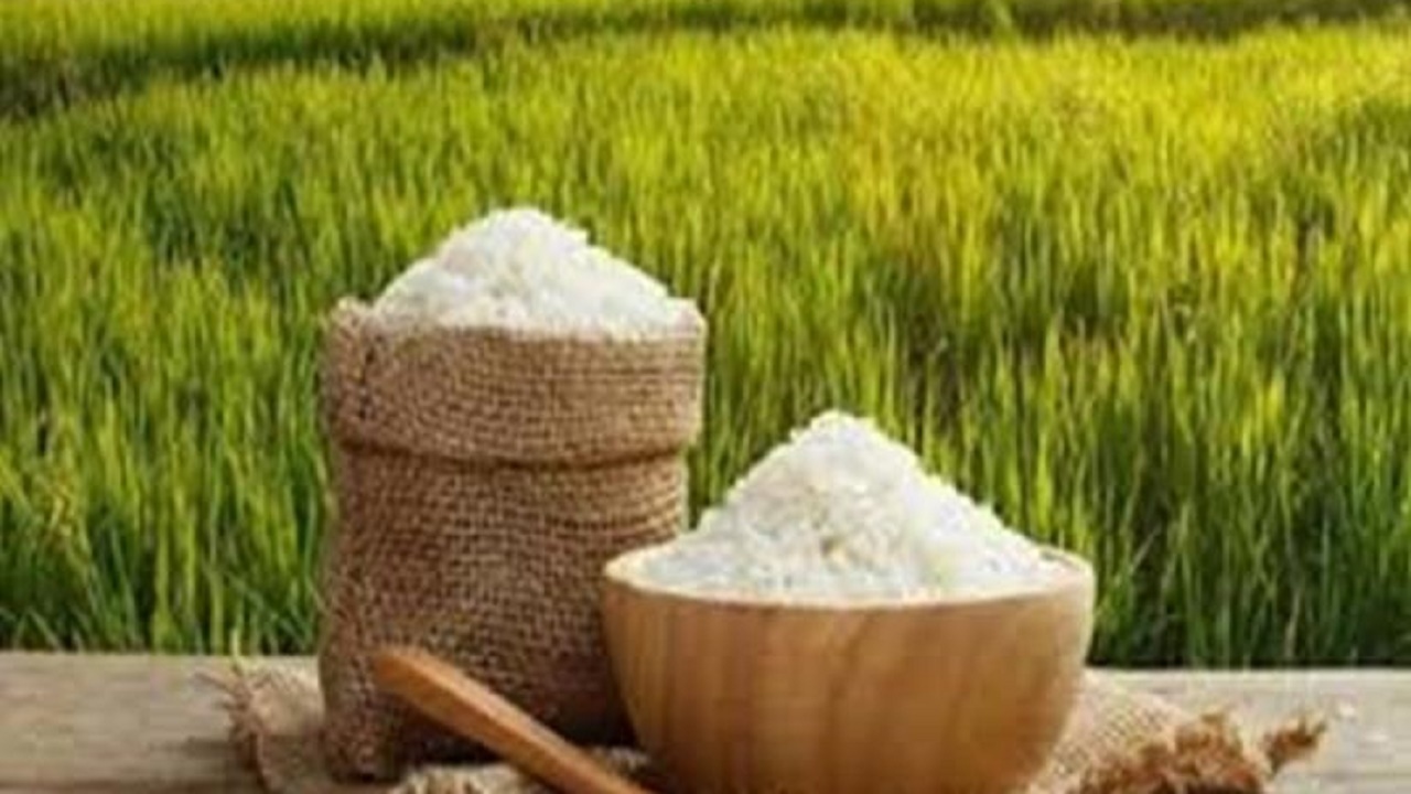 آغاز برداشت رتون در میاندورود
