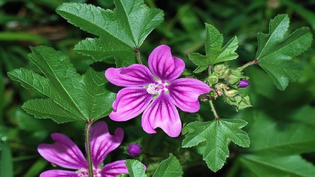 پنیرک، طلای سبز طب سنتی