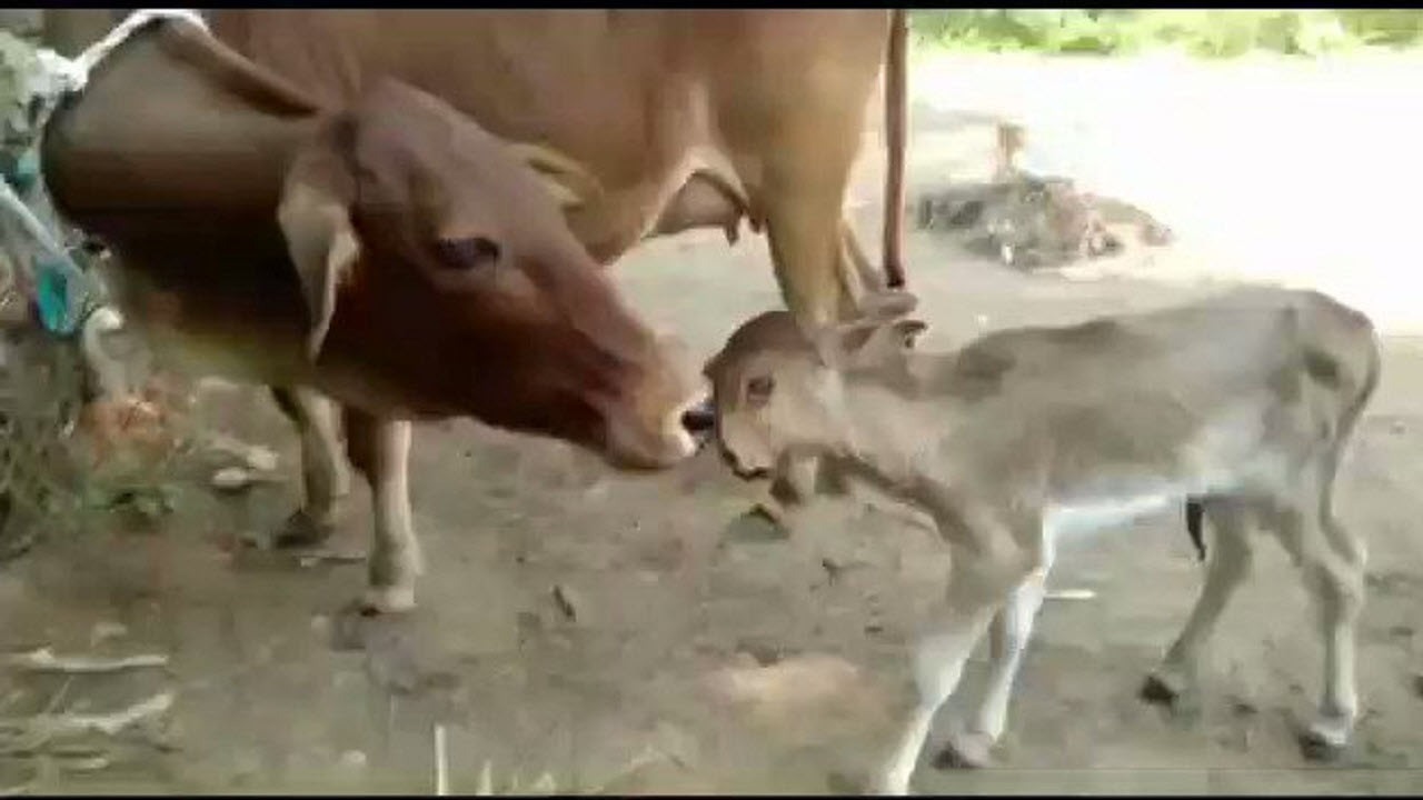 تولد گوساله ای نادر و عجیب در هند + فیلم