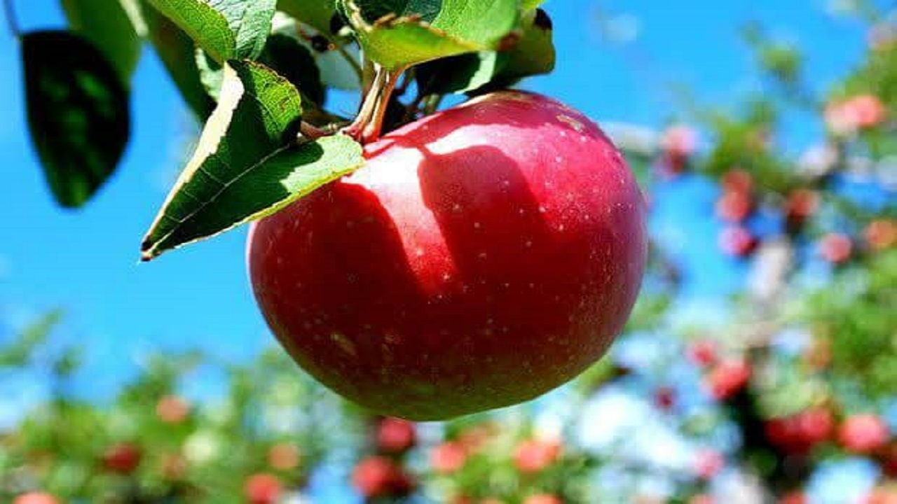 پیش بینی برداشت ۵۳ هزار تن سیب درختی از باغ‌های چهارمحال و بختیاری