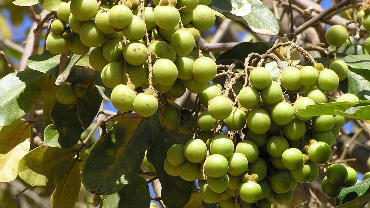 تولید صابون از میوه‌های درختی در هیمالیا + فیلم