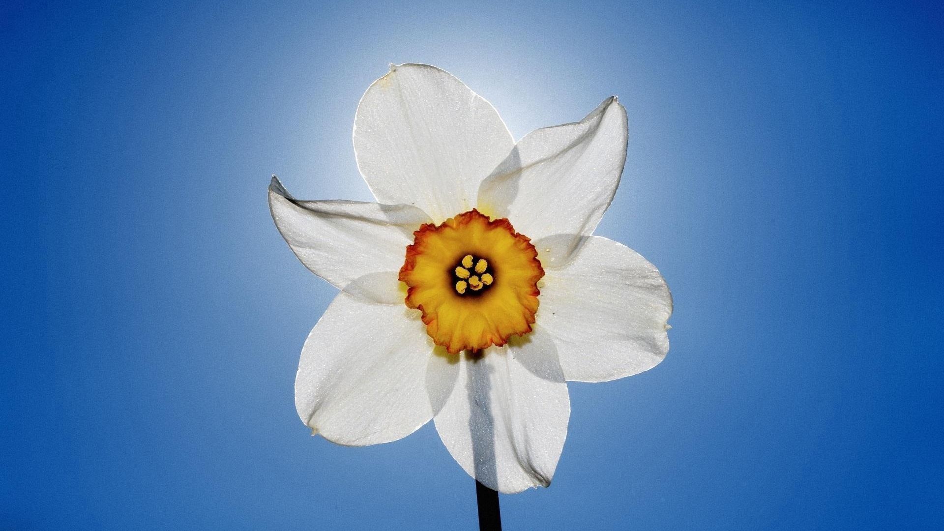گل نرگس