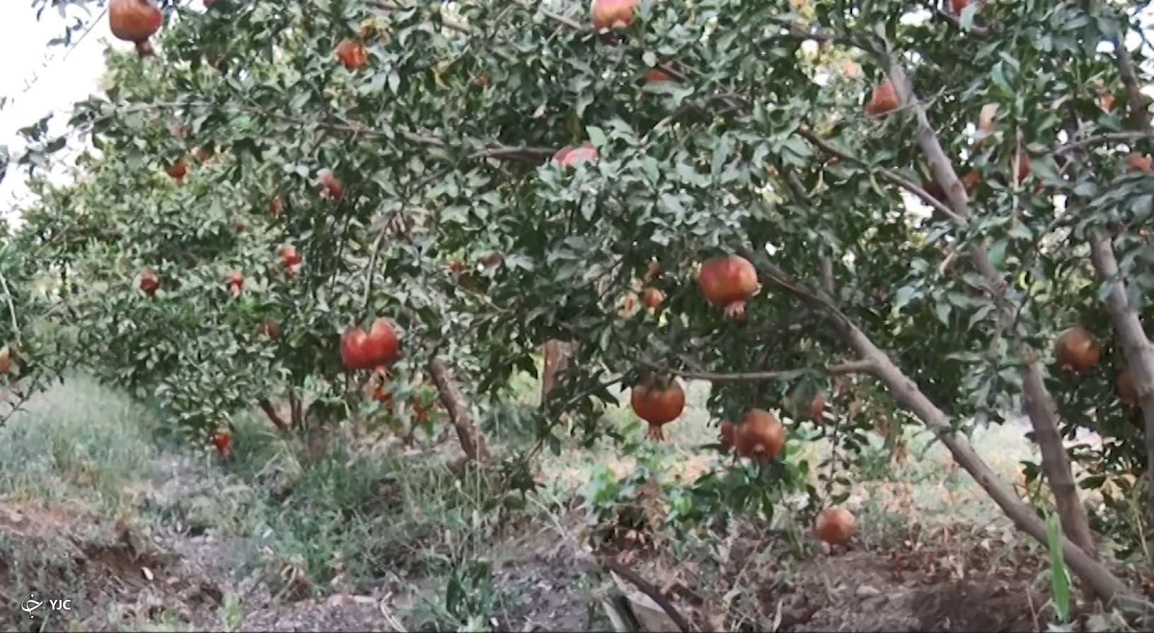 انار ساوه و ضرورت ایجاد پایانه صادرات