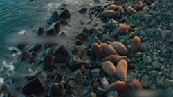 هنرنمایی جالب میمون ورزشکار + فیلم