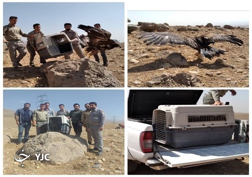 پرگرفتن پرطلایی البرز+عکس