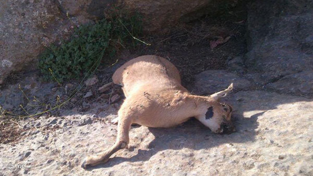 موردی از طاعون نشخوارکنندگان کوچک در مهاباد دیده نشد