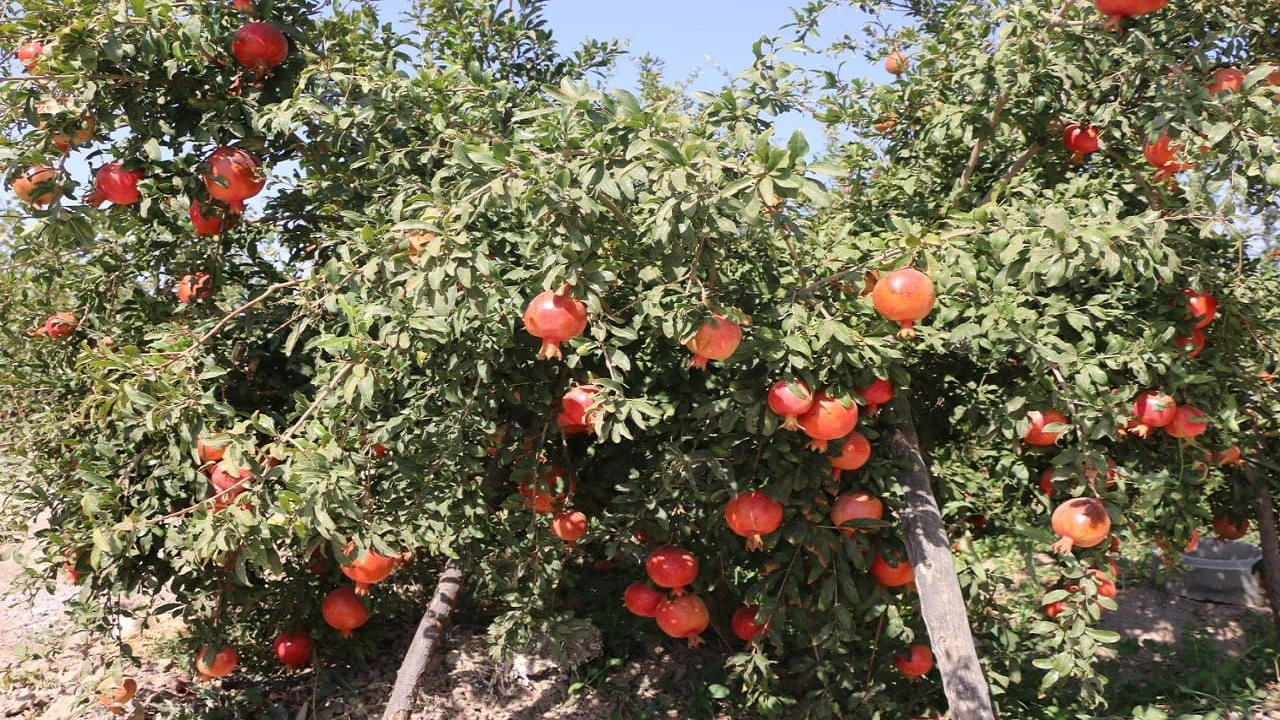 سرخ شدن شهرستان ساوه با آغاز فصل انار چینی + تصاویر
