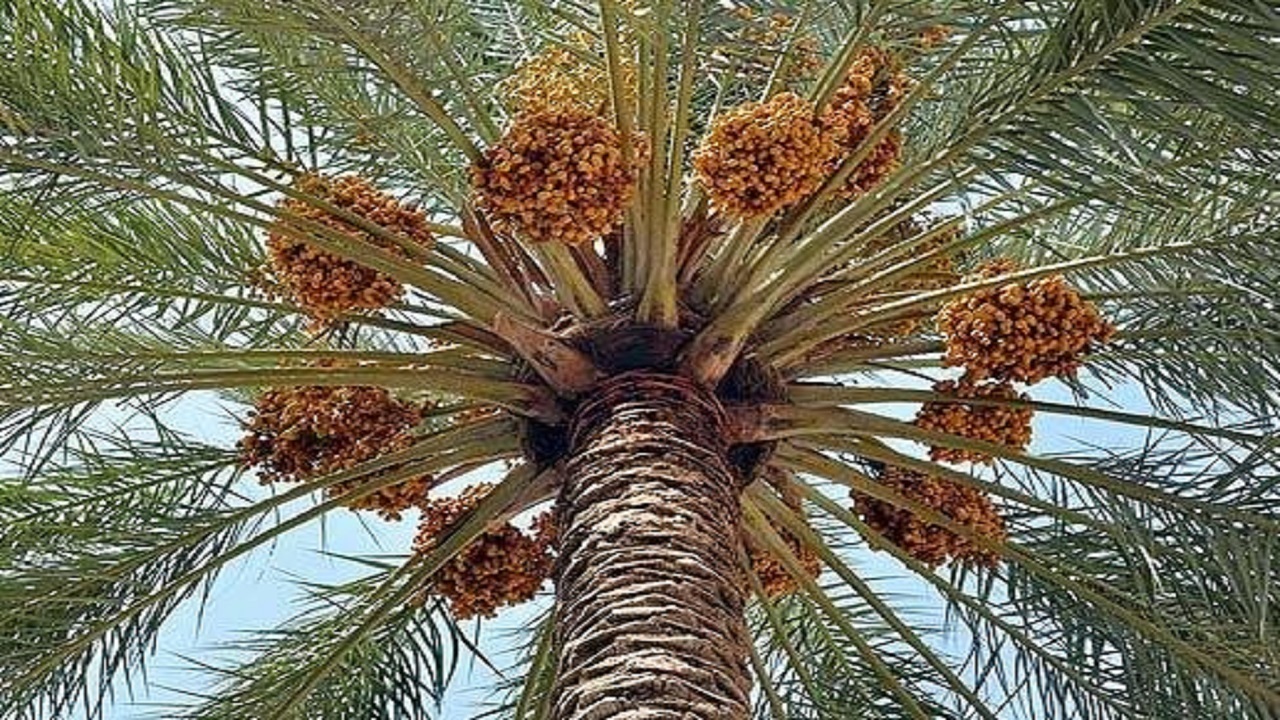 برداشت خرما از باغات استان ایلام
