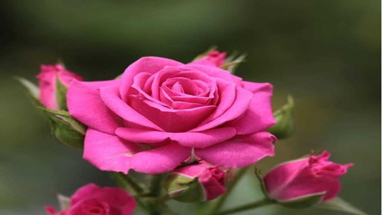 آیا رُزها دوباره خوشبو می‌شوند؟