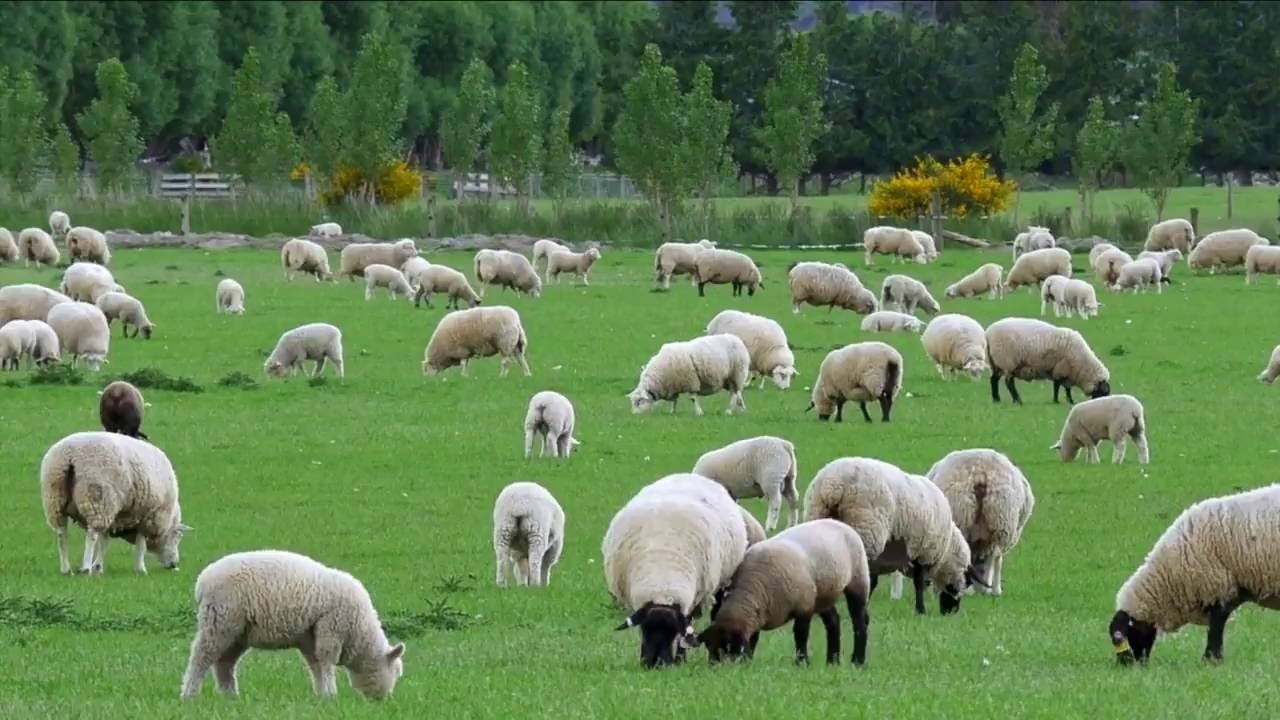 اخطار برای خروج دام‌های باقی مانده در طالقان
