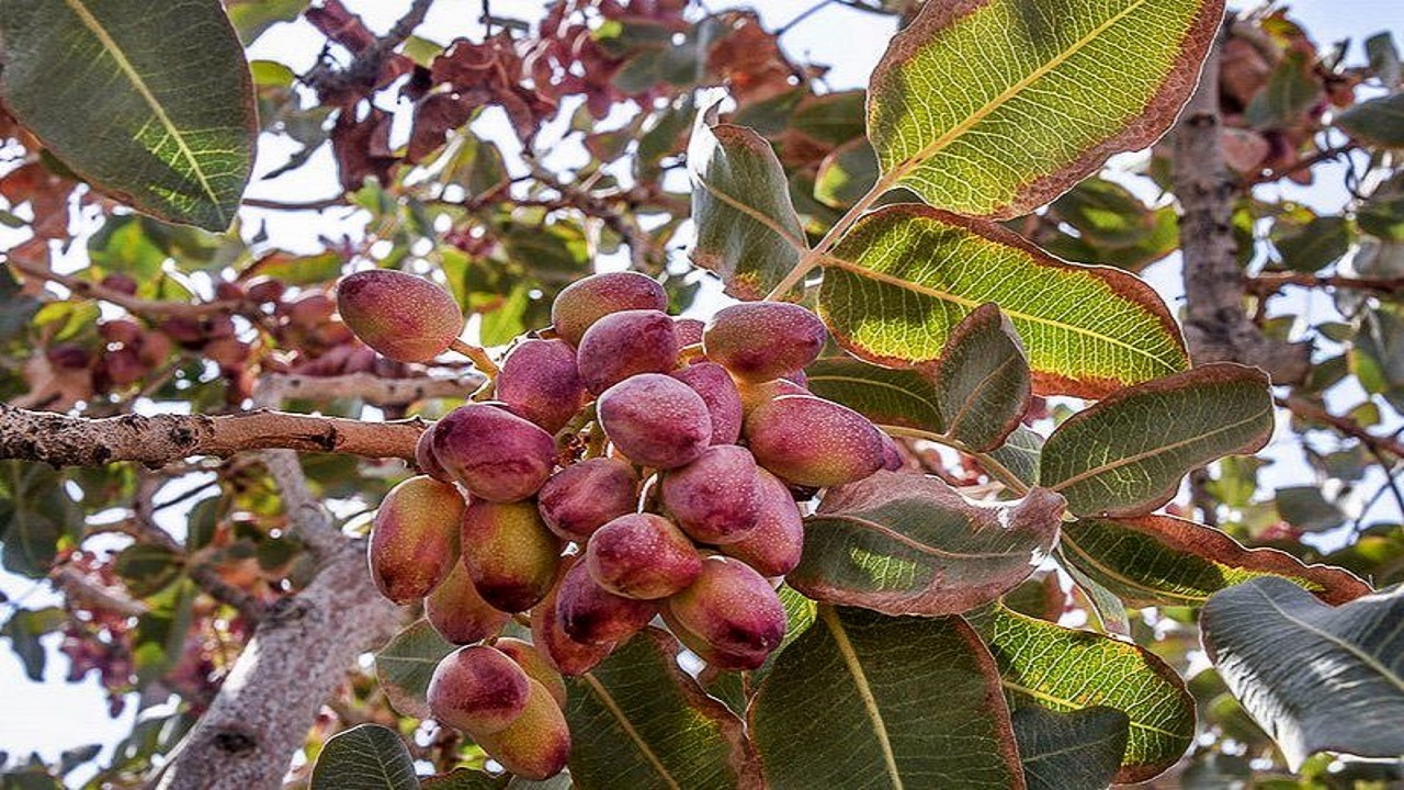 برداشت ۳۹ تُن پسته از باغات شهرستان گیلانغرب