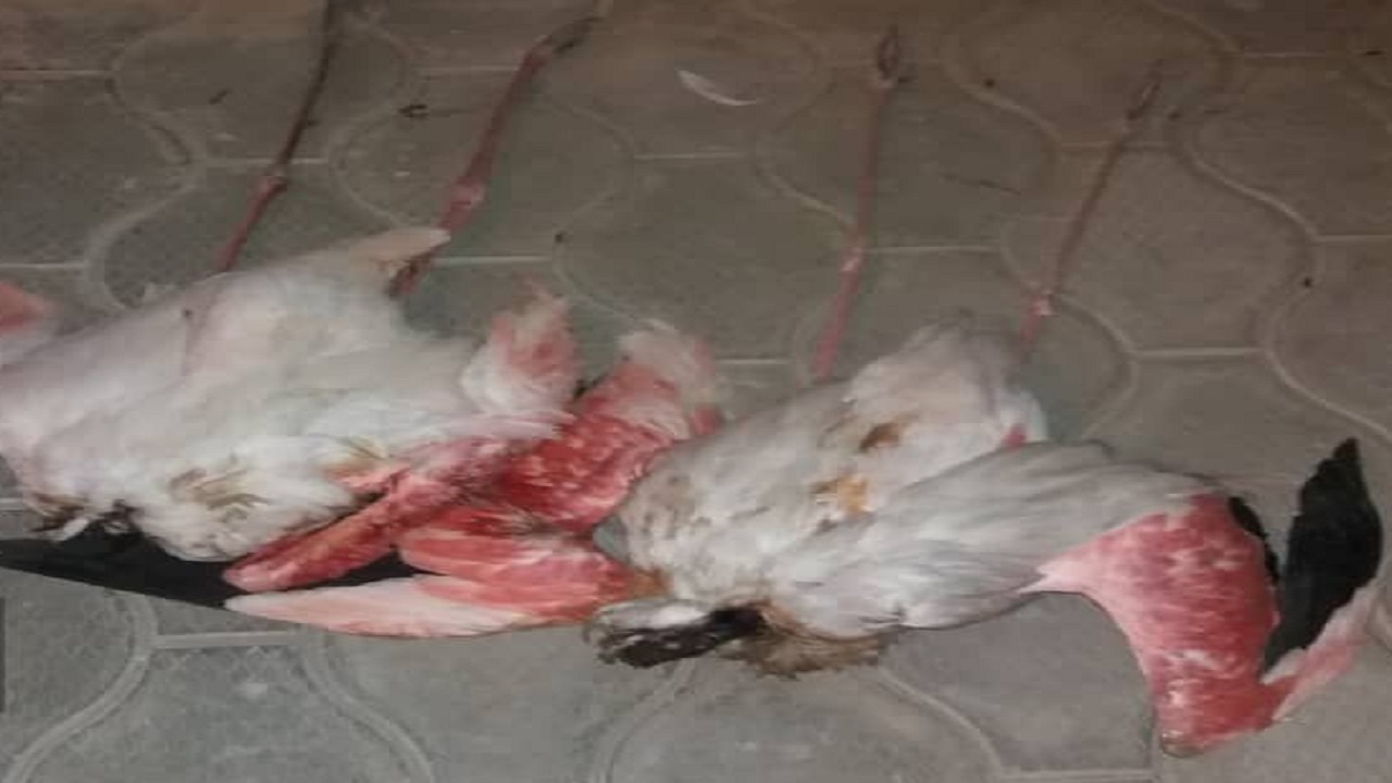 شکار غیرمجاز سه پرنده مهاجر در طبس