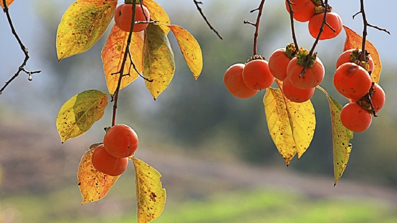 از خواص بی نظیر این میوه پاییزی غافل نشوید!