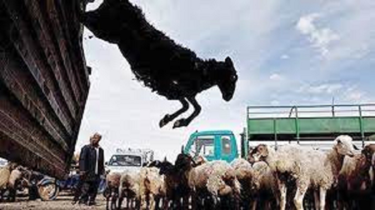 کشف ۴۲۹ راس دام قاچاق در قم / سه تن بازداشت شدند