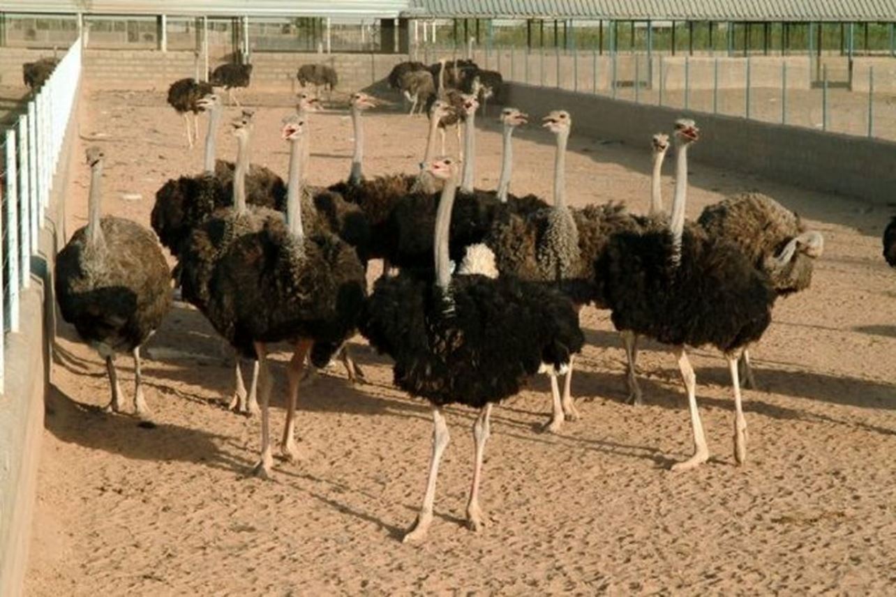 ساخت بزرگترین مزرعه پرورش شتر مرغ در هرمزگان