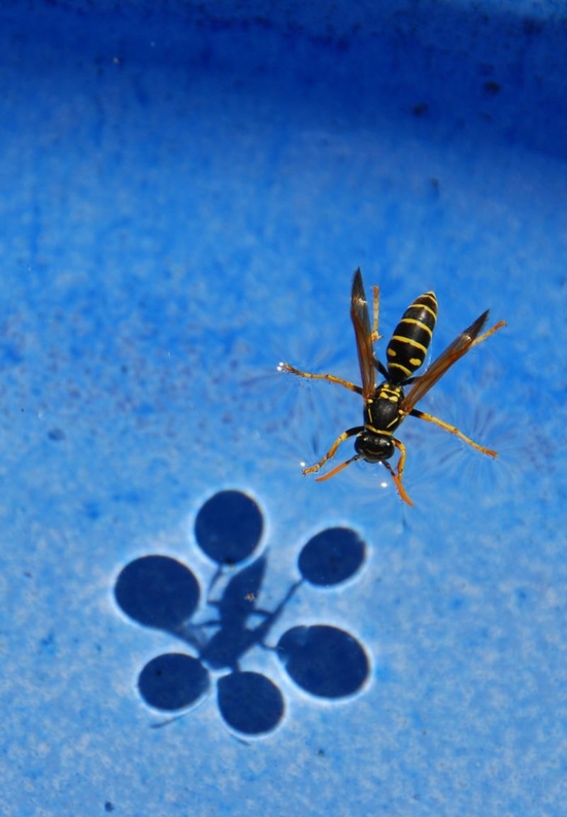 زنبور روی آب