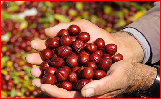 ثبت جهانی نشان &laquo;گز بلداجی&raquo; چهارمحال و بختیاری/ باران اشک، بر جازموریان تشنه/ طلای سبزآبی راز ماندگاری قدیمی&zwnj;ترین فسیل زنده جهان