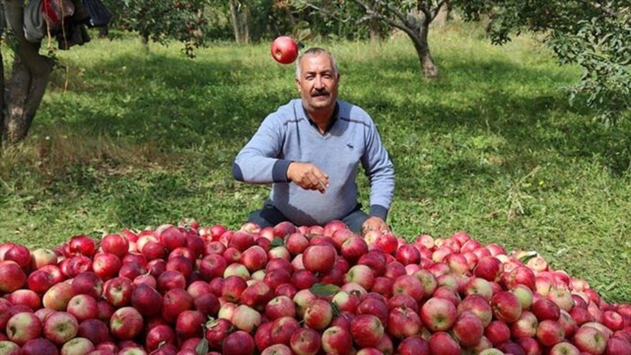 خرید توافقی ۱۷۰۰ تن سیب از باغداران نهاوندی آغاز شد