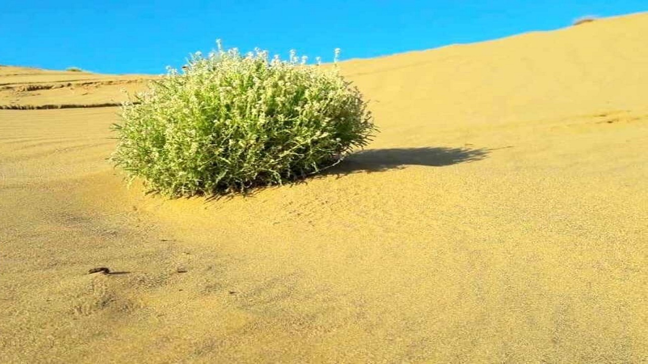 دستورالعمل‌های بیابانزدایی کشور به‌روزرسانی می‌شود