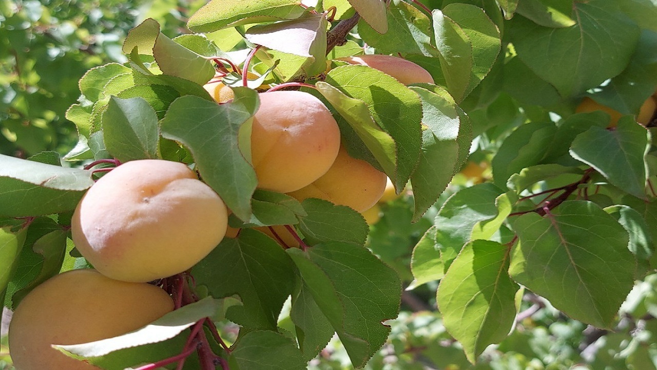 خاش سرزمین استعداد‌های درخشان بخش کشاورزی سیستان وبلوچستان