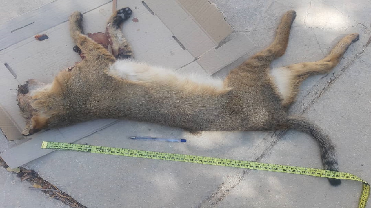 وقتی ساخت جاده بلای جان گونه‌های جانوری نایبند می‌شود