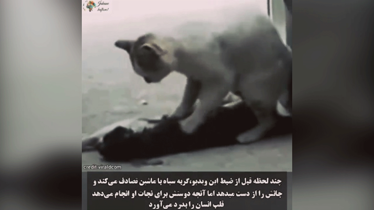 فیلمی دردناک از آخرین تلاش های گربه برای نجات همنوعش