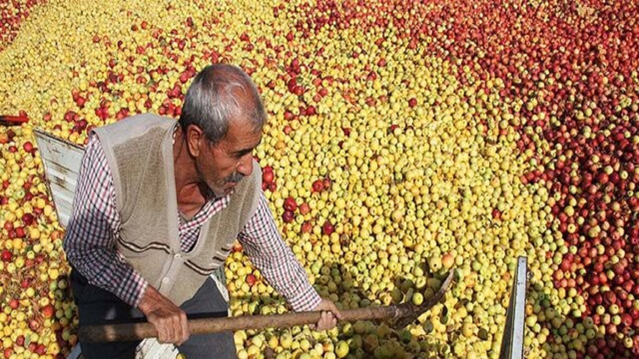 تولید بیش از ۳۰ هزار تن سیب زیر درختی در اهر