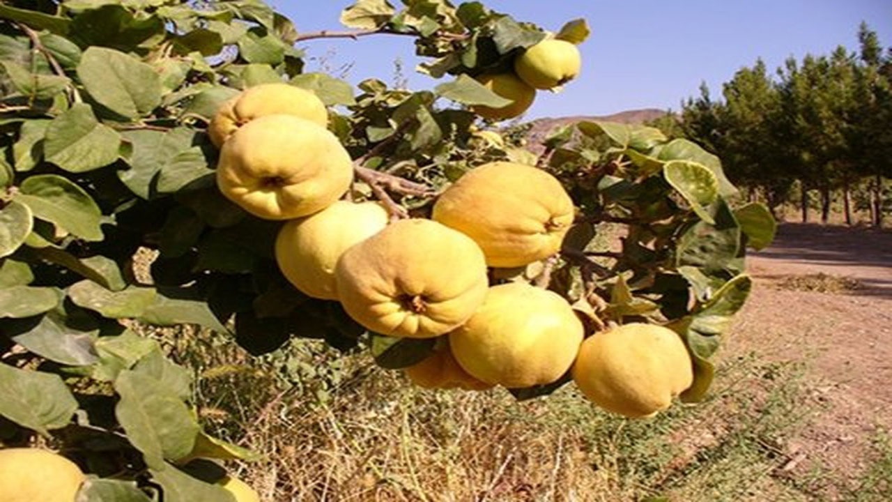 شهربابک یکی از قطب های تولید به در کرمان