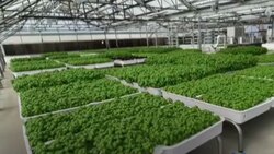 دستگاهی جالب برای برداشت ذرت + فیلم