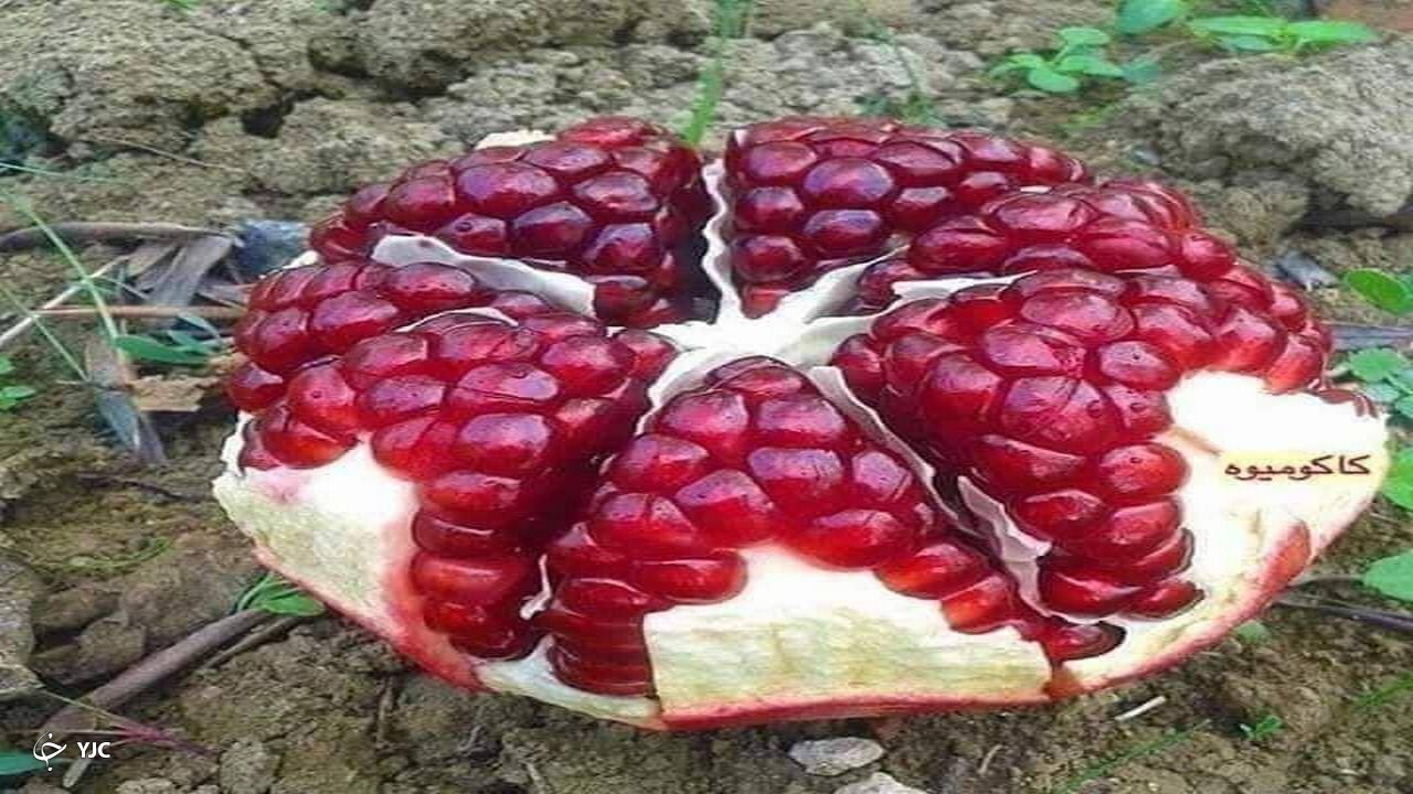 دانه های انار