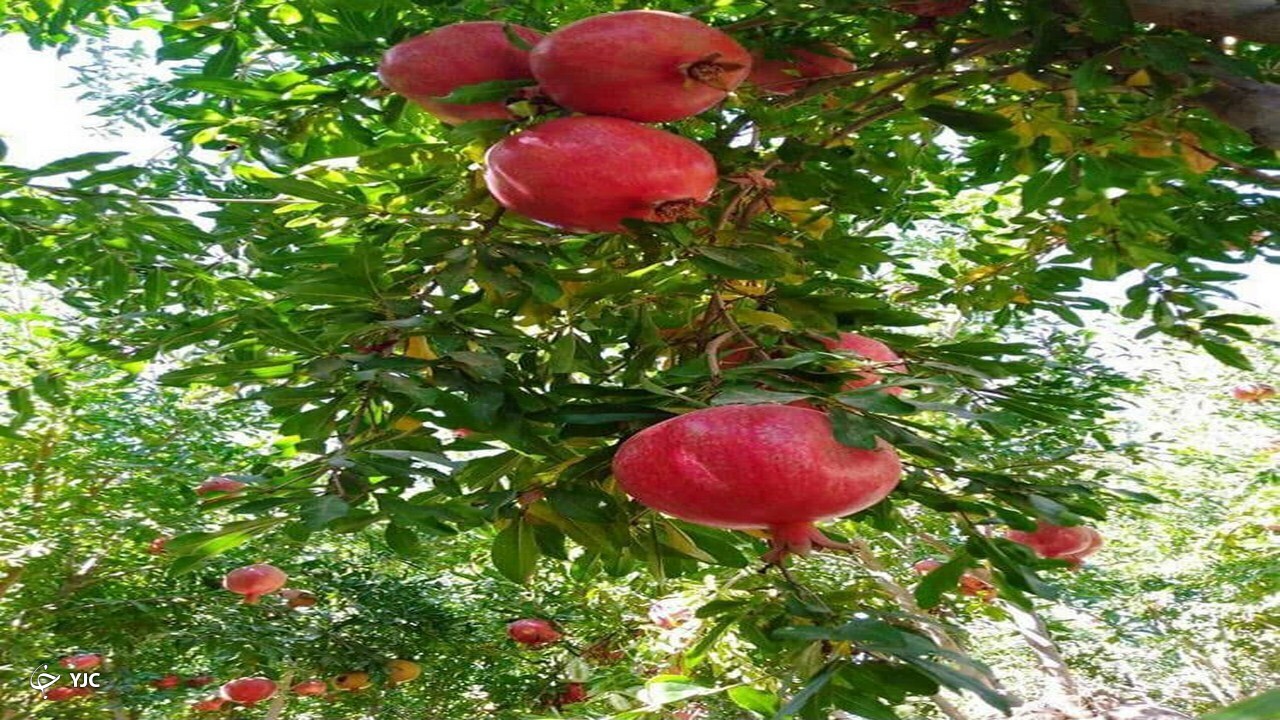 انار