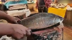 آموزش كاشت گیاه سروپژيا + فیلم
