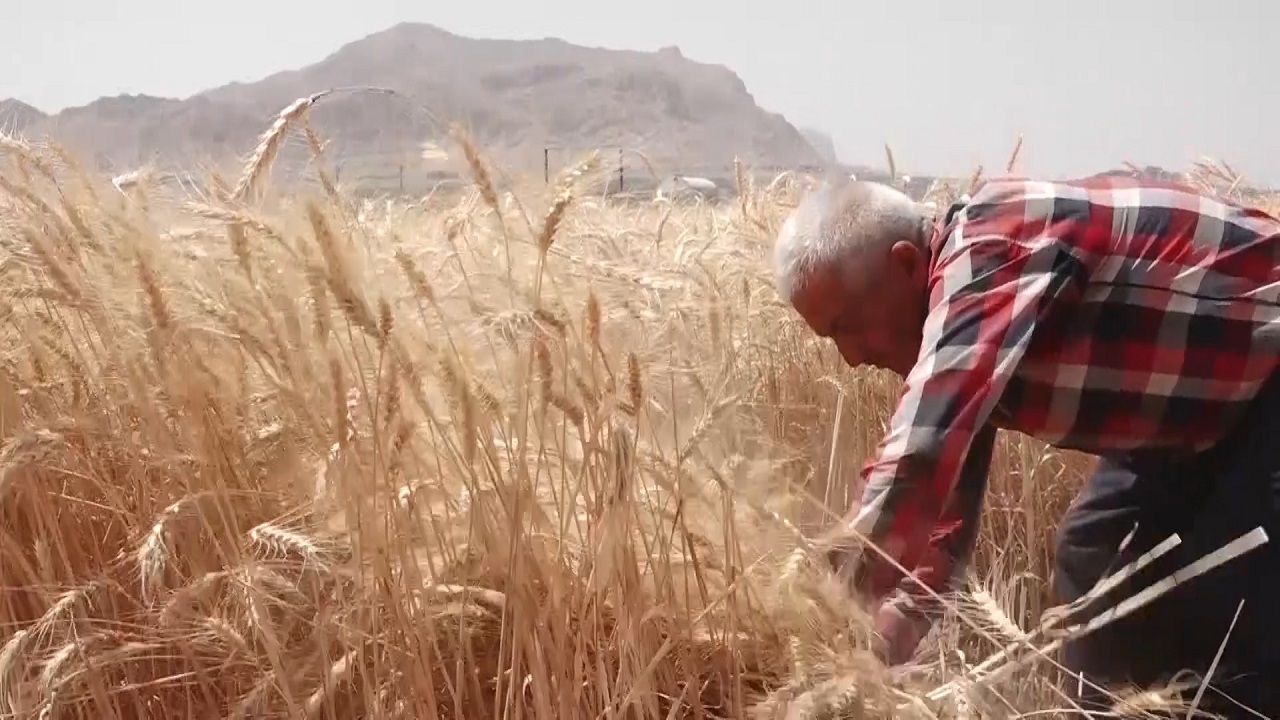 حمایت از گندم کاران قراردادی اصفهان
